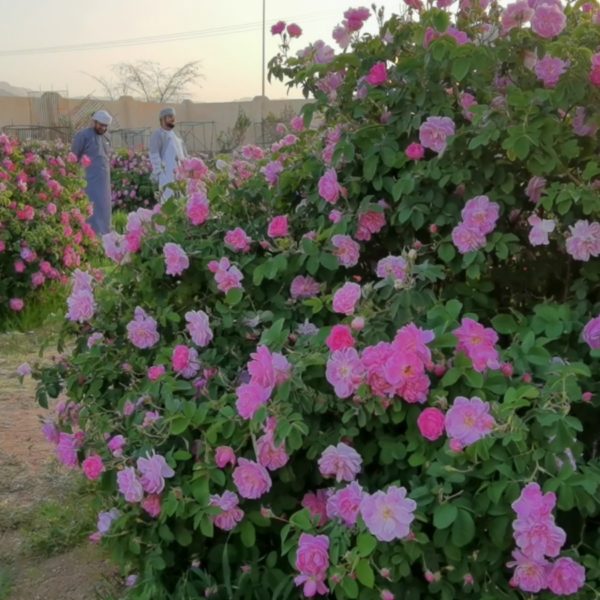 Roses jabal akhdar