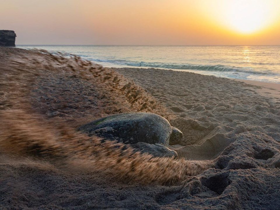 les tortues d'oman