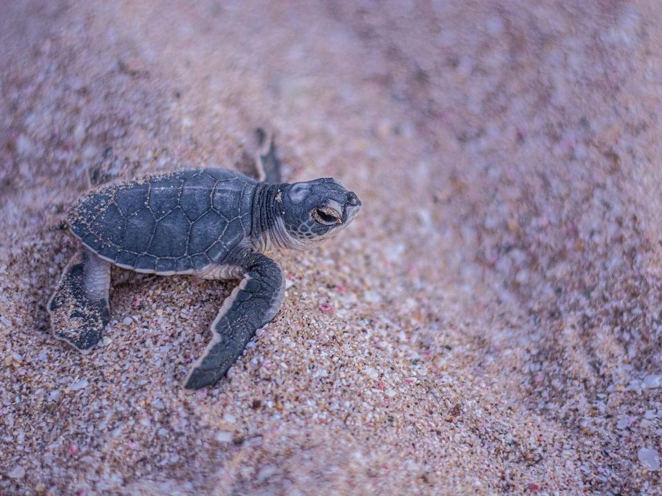 les tortues d'oman