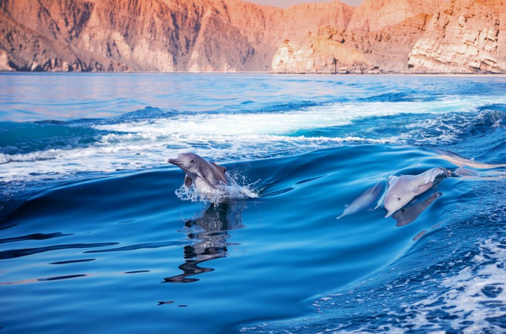 Dauphins à Oman